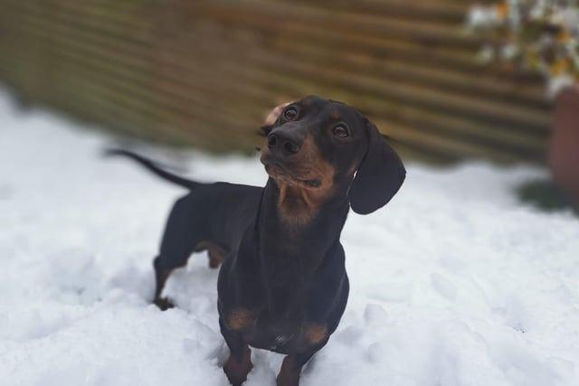 A sausage in the snow.
