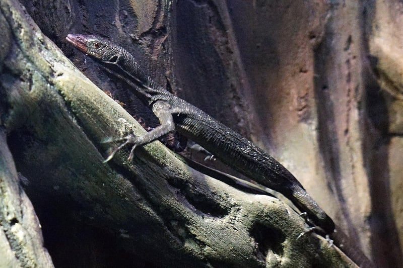 A black tree monitor lizard climbing on a stump.