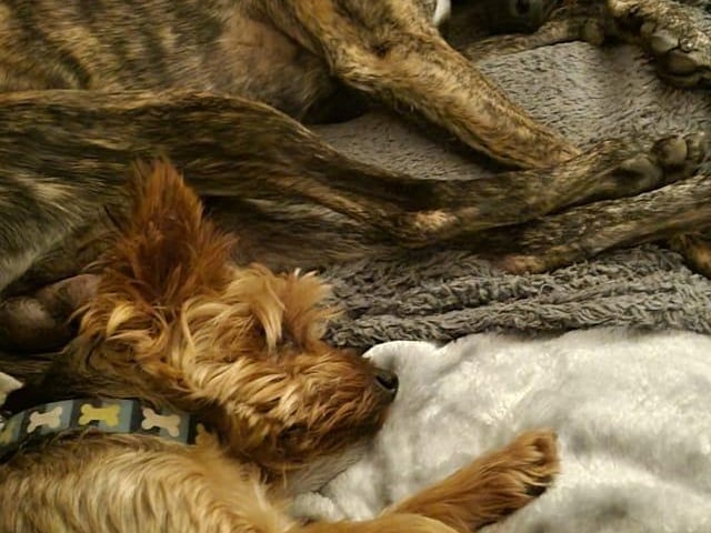 Billy (yorkie) was an Angel Small Paws rescue. Ralphy (lurcher) was considered a threat, set to be but to sleep at just 12 weeks old. Both dogs are happy in their forever homes.