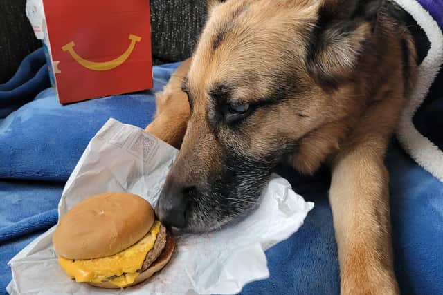 One of Khaleesi's treats was enjoying a McDonald's Happy Meal