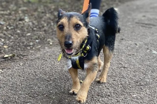 Sid, the sweet six-year-old Irish Terrier, can live with children aged eight plus and prefers a family around while settling in. He is content with some alone time once he is comfortable, Sid is a fantastic little dog who enjoys walks and the company of people.