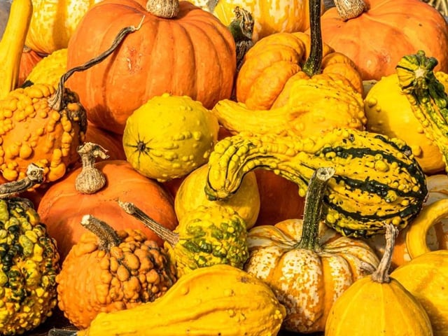 With Halloween fast approaching, thousands of pumpkins and squashes are waiting to be picked in the rolling countryside of Oaks Lane in Oxton. The venue opens this Friday and welcomes families from all over the country in a free pick-your-own fortnight. There are lots of pop-up eateries too, serving paninis, crepes, hot dogs, fries, home-made cakes, ice cream and hot and cold drinks