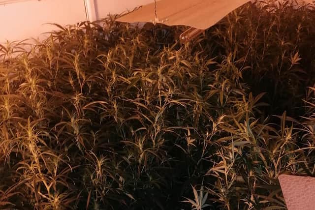 The illegal plants have been recovered by officers.