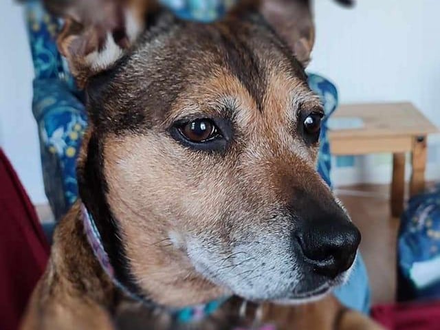 Angie Jackson adopted the beautiful Bella three years ago.