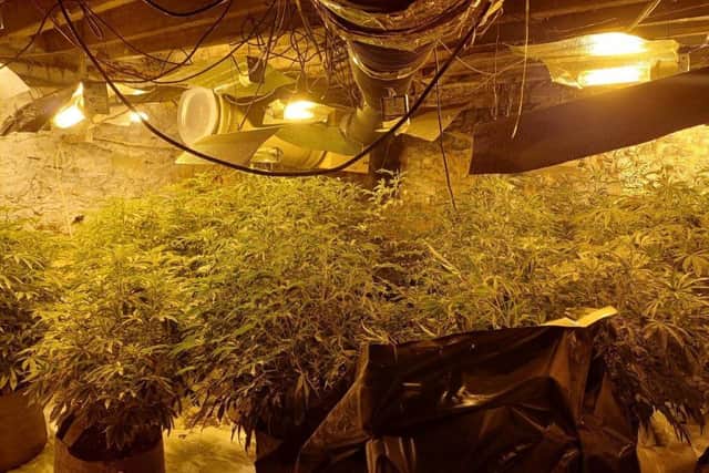 Tightly packed cannabis plants and overloaded electrics. Photo by Nottinghamshire Police.