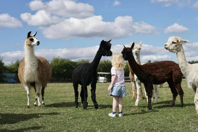 Felley Ranch, at Felley Woods, Underwood, is home to alpacas. Photo: Felley Ranch