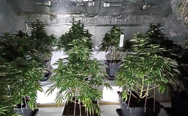 Police have put two cannabis factories out of action after raiding homes in Mansfield and Kirkby. Photo issued by Nottinghamshire Police.