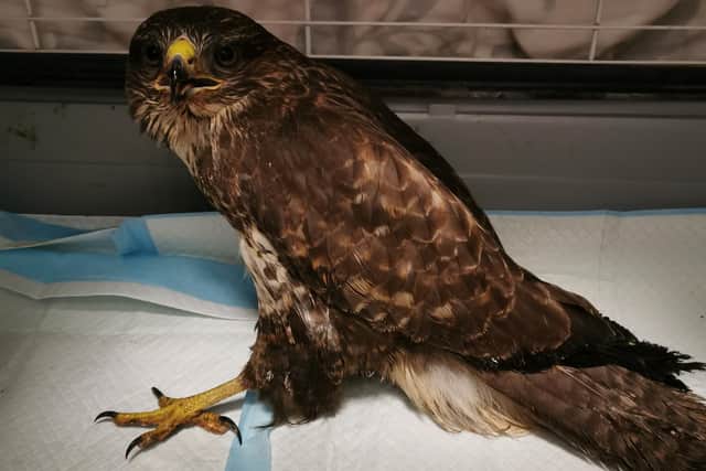 Mansfield Wildlife Rescue is moving to a new, larger home this spring where it will be able to care for more animals than ever before.