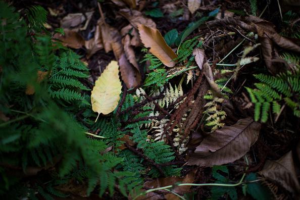 Take a stroll around Jik Wood this weekend and marvel at all the beauty around you as Autumn continues to set in.