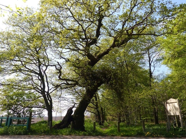 The Parliament Oak is a veteran tree on Peafield Lane and is said to have been the site for impromptu-parliaments held by King John and King Edward I. Legends linked to the Parliament Oak go as far back as 1212, when King John is said to have quickly convened a parliament there to seek approval for the execution of 28 sons of Welsh chieftains who were being held hostage in Nottingham Castle. The tree is now cared for by the Sherwood Forest Trust. Image by Warsop Old Hall/Old Warsop Society.