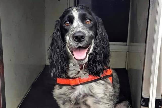 Top dog Dexter - Nottingahmshire Fire and Rescue Service trusty fire investigator.