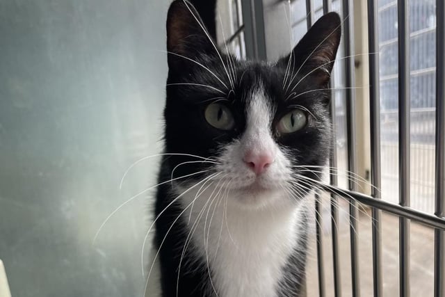 Princess still thinks she is a kitten. Princess is a lovely little cat who loves a fuss and is very playful! Princess could live with children or another cat in her new home as she has done previously.