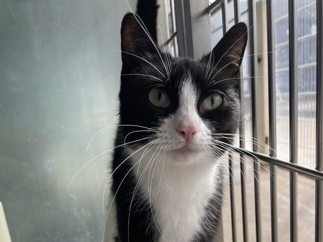 Princess still thinks she is a kitten. Princess is a lovely little cat who loves a fuss and is very playful! Princess could live with children or another cat in her new home as she has done previously.