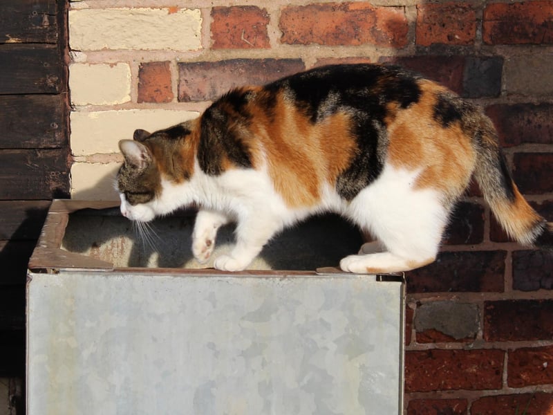 There is a cattery on site too.