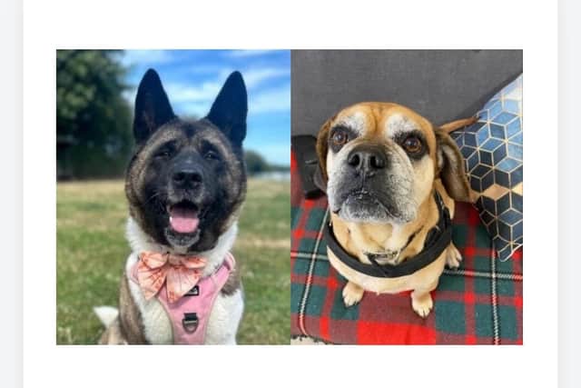 Mabel and Gizmo are currently available to adopt from Mansfield Jerry Green Dog Rescue.