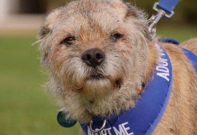 Meet Jed. He is a male Border Terrier who is seven years old. He has a lovable, calm temperament around people and adores company. He is affectionate and loves to curl up on the sofa with his human. Jed walks well on the lead and loves being out and about but does react around other dogs, so must be walked on a muzzle at all times.
He is a real character, a likable rouge looking for someone to cuddly up too.
He cannot live with cats, dogs and may live with secondary school age children. To adopt him see: https://rspca-radcliffe.org.uk/animal/jed/