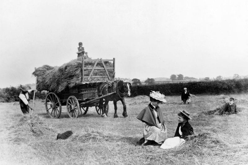 Haymaking in Clifton in 1895.