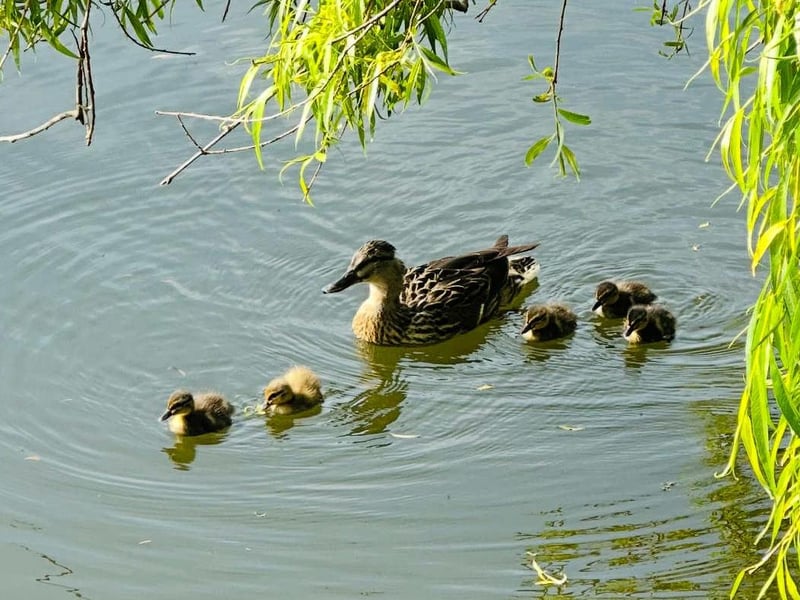 People from Nottinghamshire often greet each other with phrases like 'ey up me duck' or simply 'me duck'. The term 'duck' is believed to have originated from the Anglo-Saxon word 'ducas', which was used as a respectful form of address.