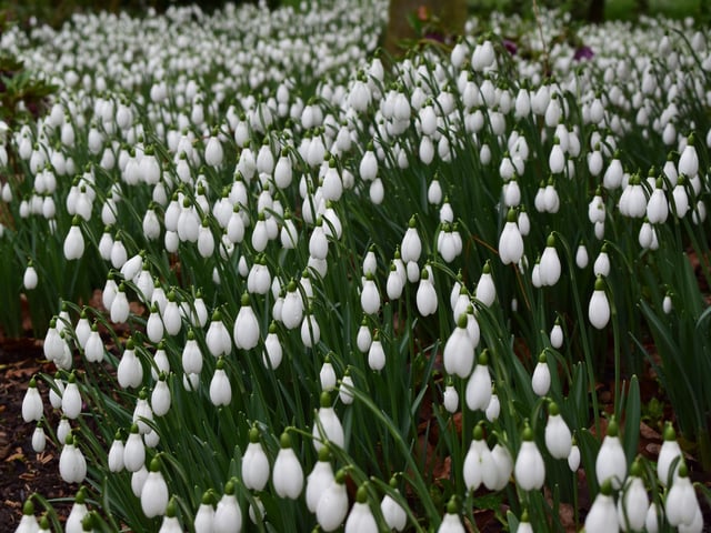 Holme Pierrepont is renowned for its glorious displays of Snowdrops in February, along with other winter flowering plants including hellebores, aconites, cyclamen, cornus and winter flowering irises. This special Nottingham location is a great place for a romantic walk.
Date: 5 February - Sunday 12 March 2023 (daily except Saturdays).
Price: Children: free, Adults: from £5 each.