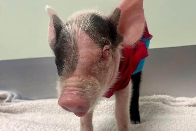 Benny is now back at Brinsley Animal Rescue and looking for a new forever home. Photo: Submitted