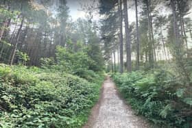 Sherwood Pines is the seventh most Googled free attraction in the UK