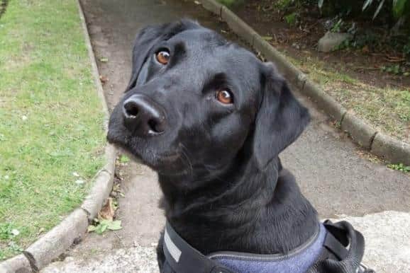 Izzy the friendly black Labrador who died from serious injuries after she and her owner were attacked by two vicious English bull terriers at Sutton.