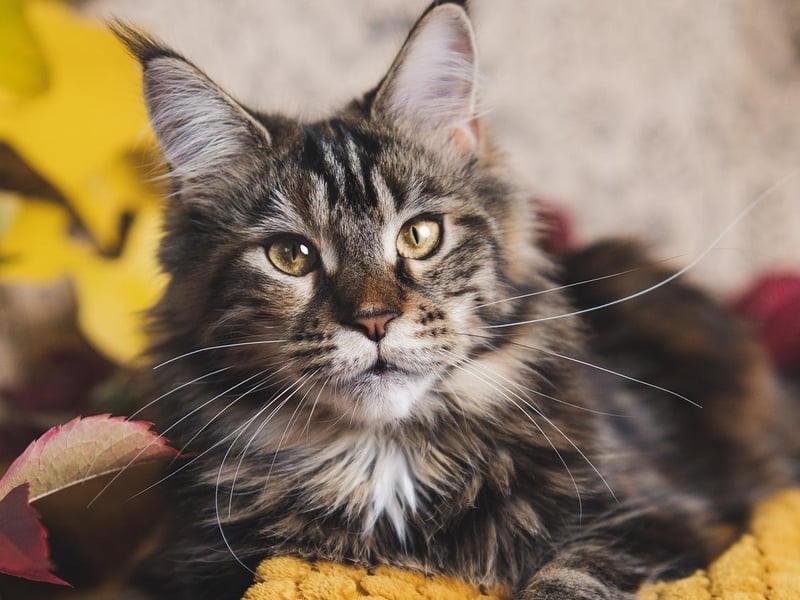 The Maine Coon is a large and social cat, commonly referred to as 'the gentle giant'.