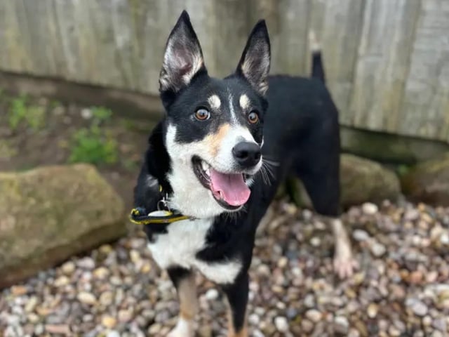 Border Collie Cross Bella is a sweet, active girl and would love to find a new family with whom she can explore new adventures. Staff at Dogs Trust Loughborough think she would enjoy fun activities like agility/flyball once settled in her new home. She is only a young dog, and she would benefit from a family who has the time to help her buildconfidence in her home. Bella can live with children aged 12 years and over, but she must be the only dog in the home, although she can socialise with other dogs on walks. See www.dogstrust.org.uk/rehoming/dogs/collie-border/3443745