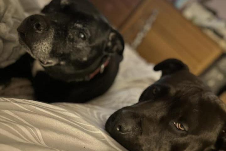 The best of brothers. Alfie and Ralph.