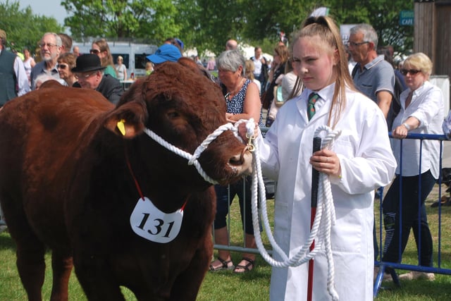 There were plenty of livestock classes at the show.