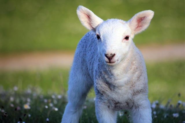 Lambing season is upon us and White Post Farm at Farnsfield already has some new additions. The farm is open daily, from 10am-5pm. See whitepostfarm.co.uk for tickets.