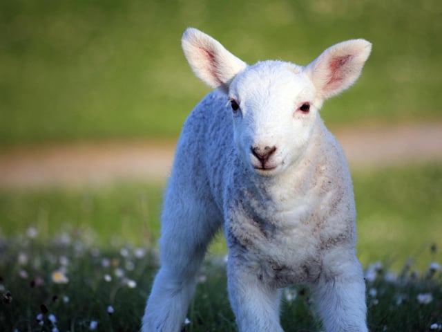 Lambing season is upon us and White Post Farm at Farnsfield already has some new additions. The farm is open daily, from 10am-5pm. See whitepostfarm.co.uk for tickets.