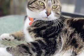 Milo is a two-year-old tabby and white cat. He was last seen on High Street, Warsop. He has been missing since June 9.