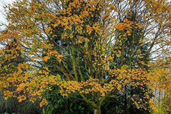 Almost all the leaves have fallen off the trees - @nikalwest
