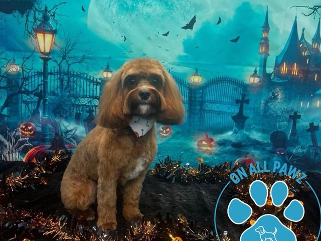 For more details and pricing, visit: shop.onallpawz.com/products/halloween
