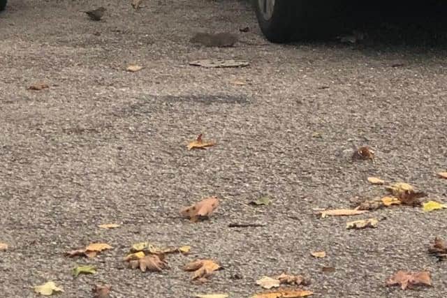 Large rat spotted by car behind flats on High Street