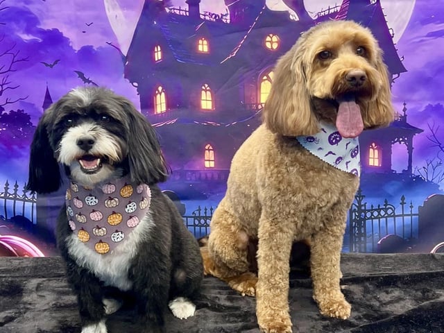 Why not have both of your adorable pooches photographed together?