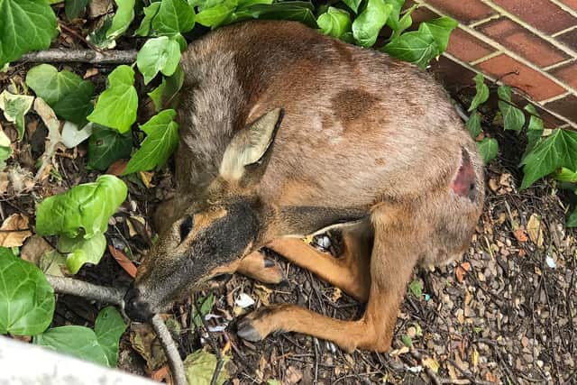 A deer was found running around a Nottinghamshire town in June.