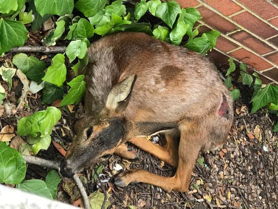 A deer was found running around a Nottinghamshire town in June.