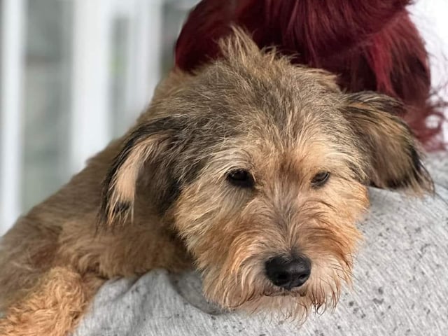 Sarah rescued Seb from North Macedonia last week.