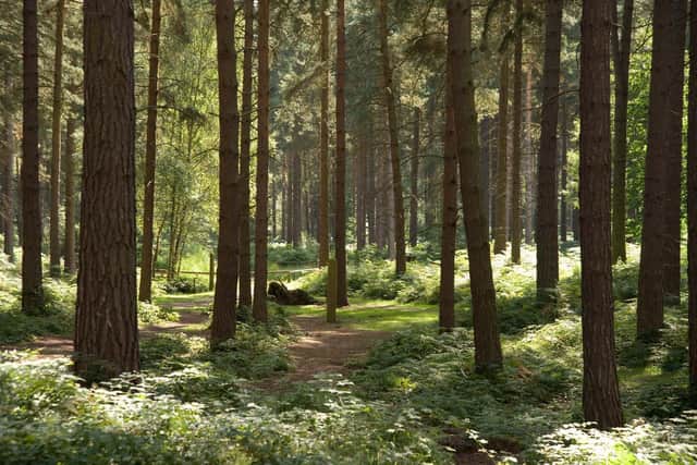 Sherwood Pines was originally called Clipstone Heath, it was acquired by Forestry England in 1925 and planted with trees in response to a wood shortage after World War I.