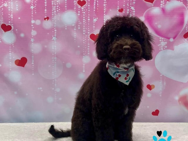 Love was in the air at this Valentine's photoshoot