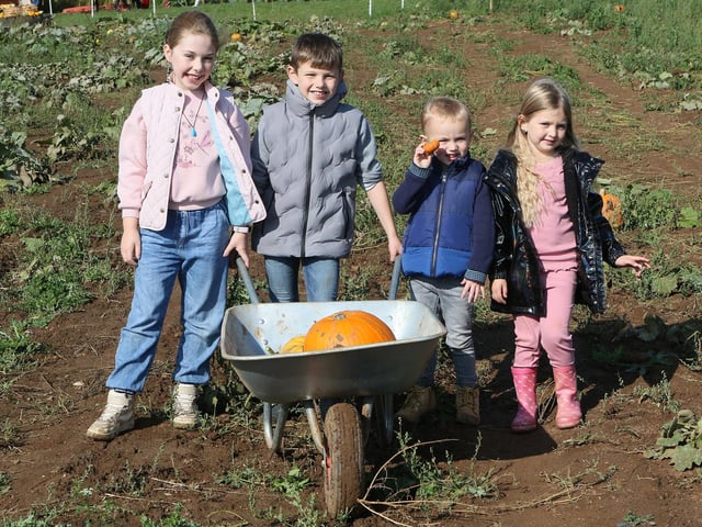 Harper and Rene Kilday, Oliver Hurt and Noah Hurley picking out a barrowful of pumpkins.
