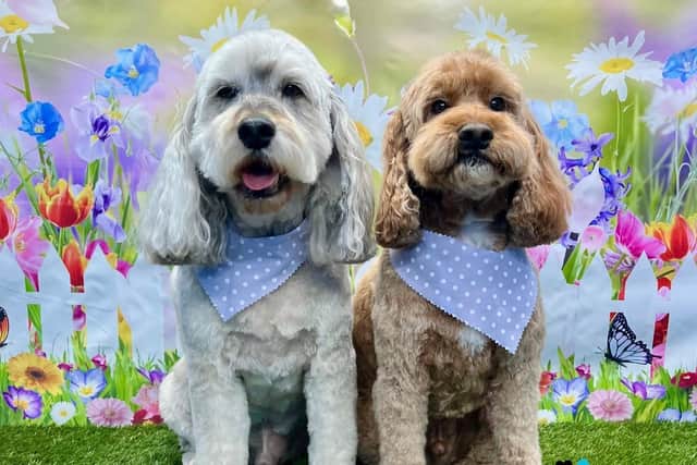Preened and camera ready, two pups showing off their new look after being groomed at award-winning On All Pawz