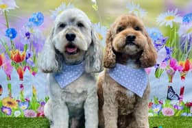 Preened and camera ready, two pups showing off their new look after being groomed at award-winning On All Pawz