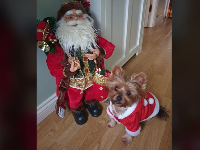 In the run up to Christmas 2020, our readers have shared their pets adorable festive costumes.