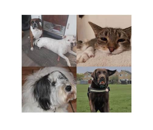 Your newsroom shared photos of their adorable pets. Meet Mulberry, Dotty, Dolly, Bertie, and Willow.