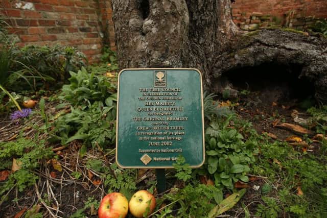 The tree was planted more than 200 years ago. Photo - SWNS