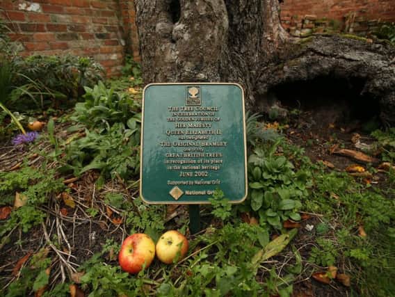 The tree was planted more than 200 years ago. Photo - SWNS