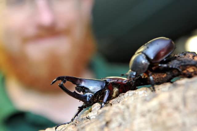 Rhinoceros beetles are one of the most impressive insects on display at the farm